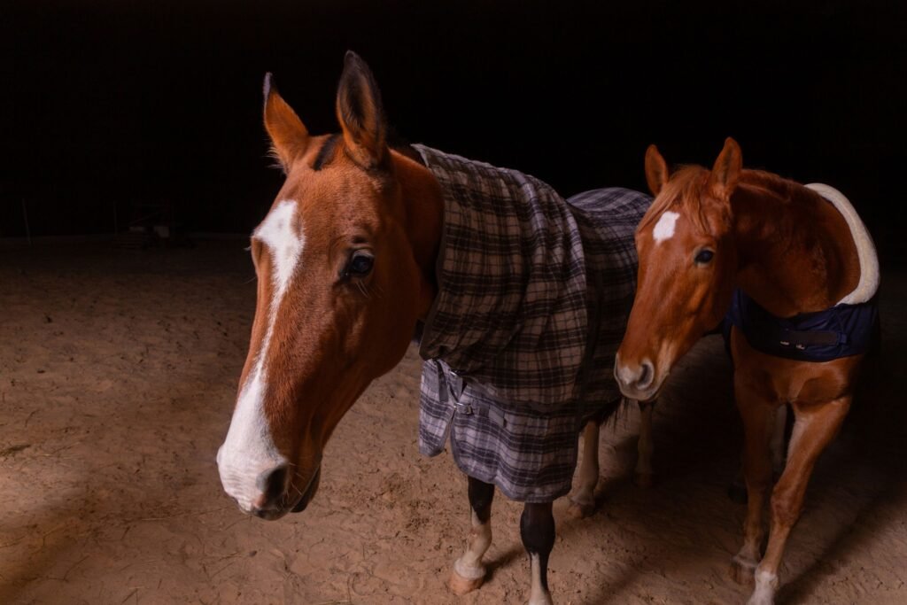 Two horses in blankets standing together in a sand arena at night