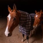 Two horses in blankets standing together in a sand arena at night