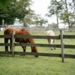 Two horses grazing in a fenced pasture on a sunny day
