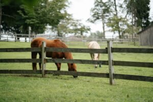 How to Choose Equine Insurance