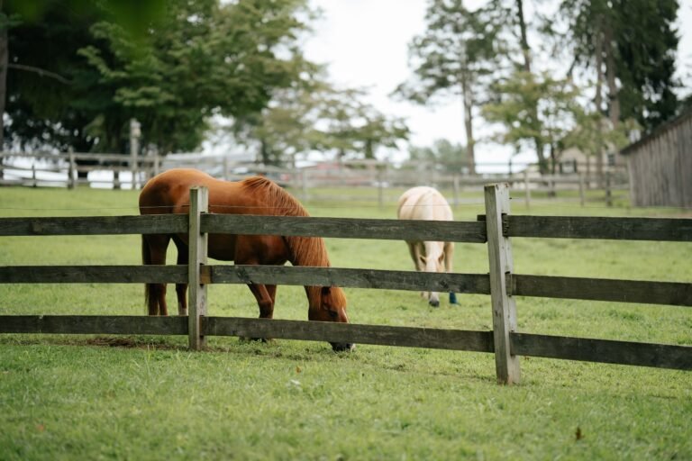 Two horses grazing in a fenced pasture on a sunny day