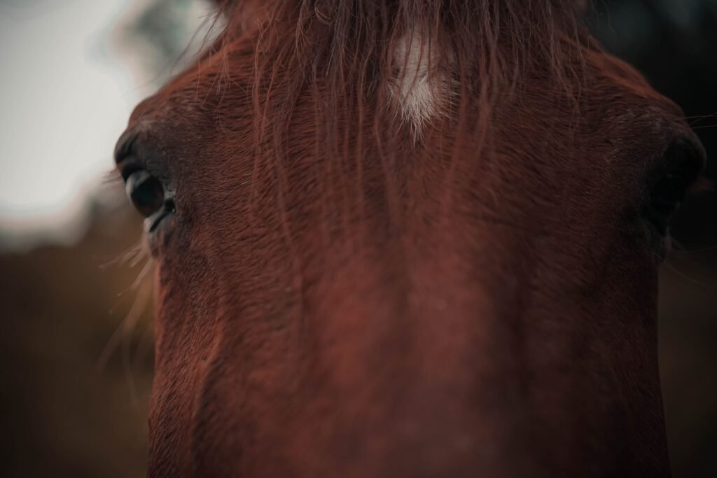 Close-up of a brown horse with a white forehead marking