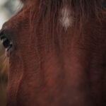 Close-up of a brown horse with a white forehead marking