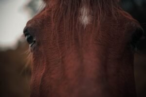 How to Tell If a Horse Is in Pain