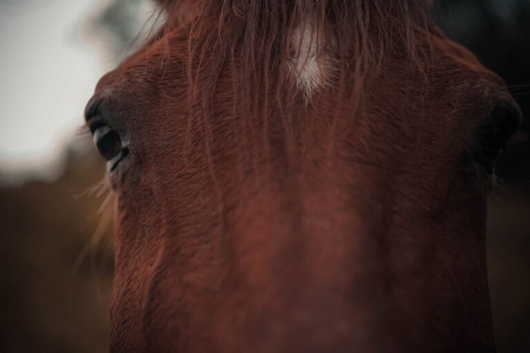 Close-up of a brown horse with a white forehead marking