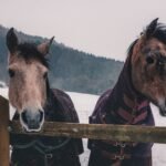 Two horses in winter coats standing by a wooden fence in the snow