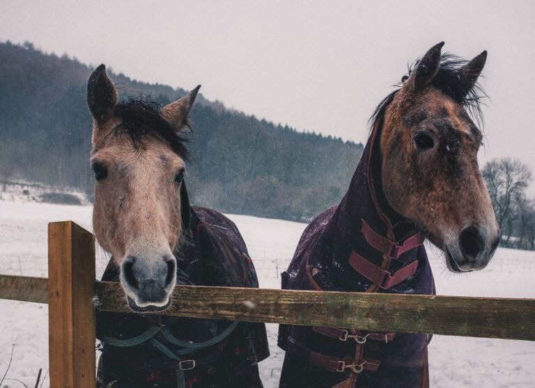 Two horses in winter coats standing by a wooden fence in the snow