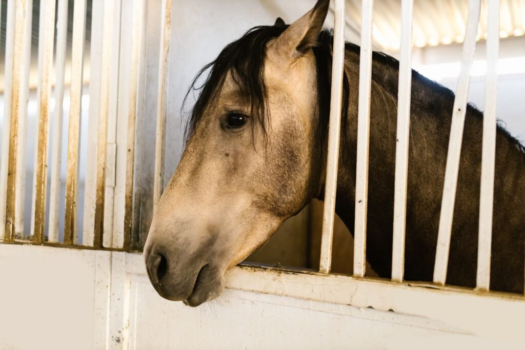 A horse looking out from its stable