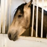 A horse looking out from its stable