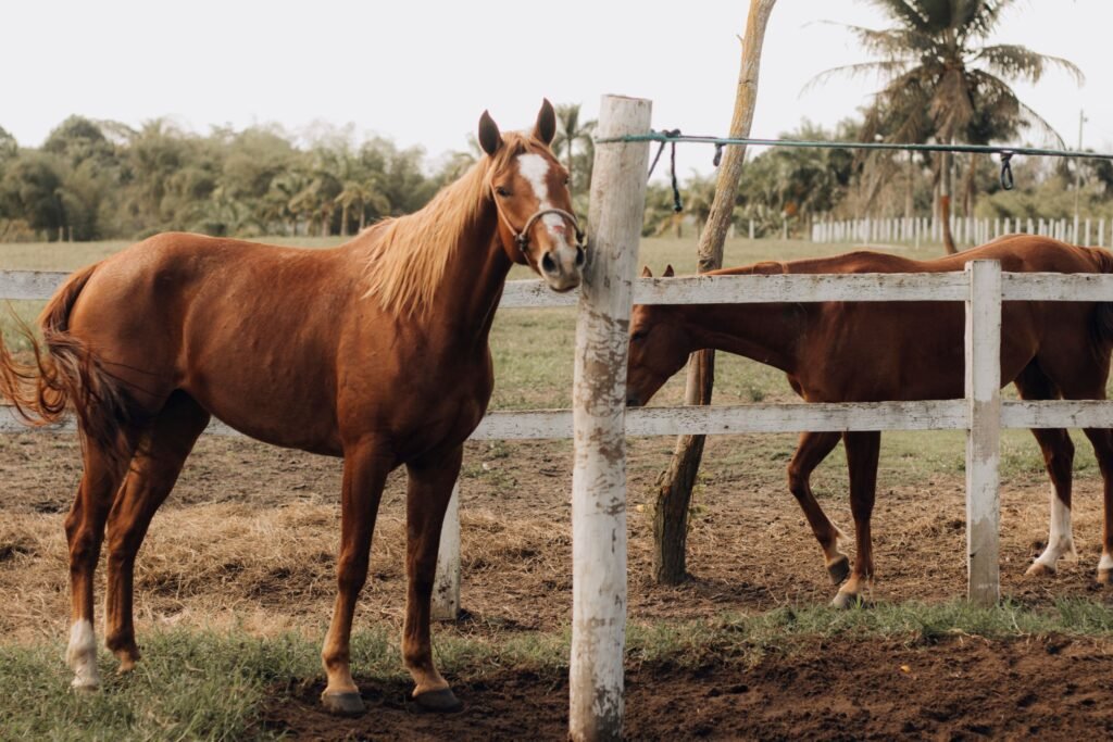Chestnut horses standing in a fenced paddock surrounded by greenery