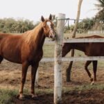 Chestnut horses standing in a fenced paddock surrounded by greenery