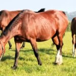 Three brown horses grazing in a green pasture under clear skies