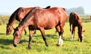 Summer Horse Care: Heat, Flies and Hydration
