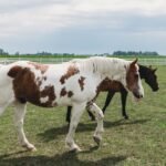 A paint horse and a bay walking together in a white-fenced pasture