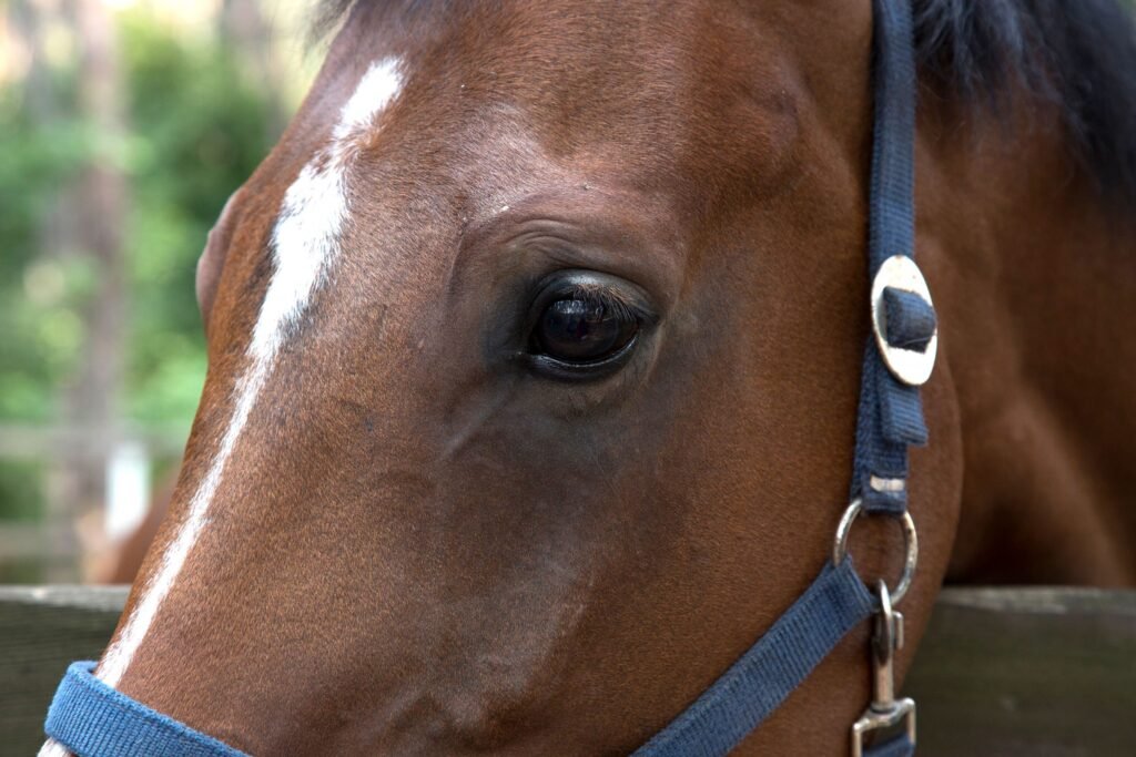 Close-up of a brown horse face and blue halter