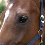 Close-up of a brown horse face and blue halter