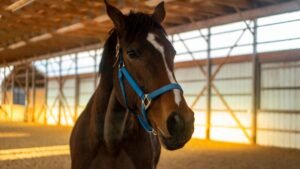 What Is a Gelding? Horse Terms Every Owner Should Know