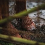 Close-up of a horse hoof in wet, muddy ground