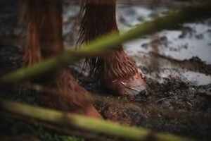 Why Do Horses Need Shoes? (And When They Don’t)